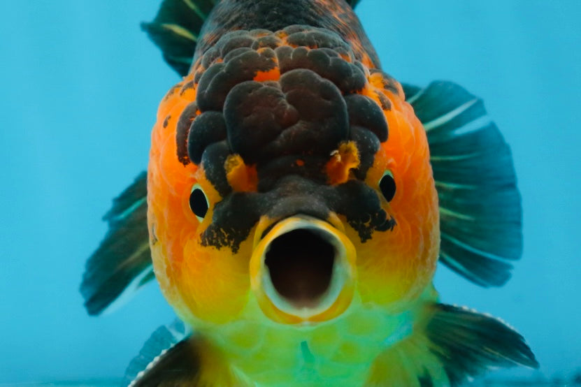 A Grade SUPER CUTE Apache Yuanbao Male 5 inches #091925YB_17