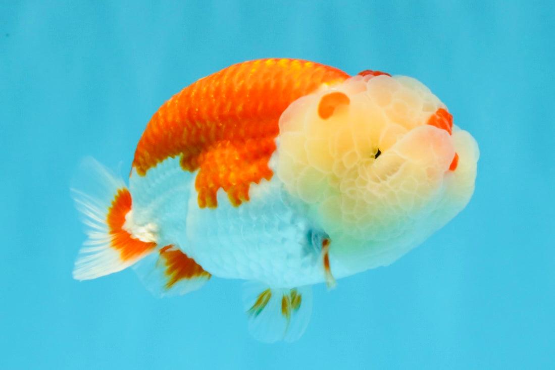 BIG WEN A Grade Red White LionQueen 4.5 inches #041026LC_15