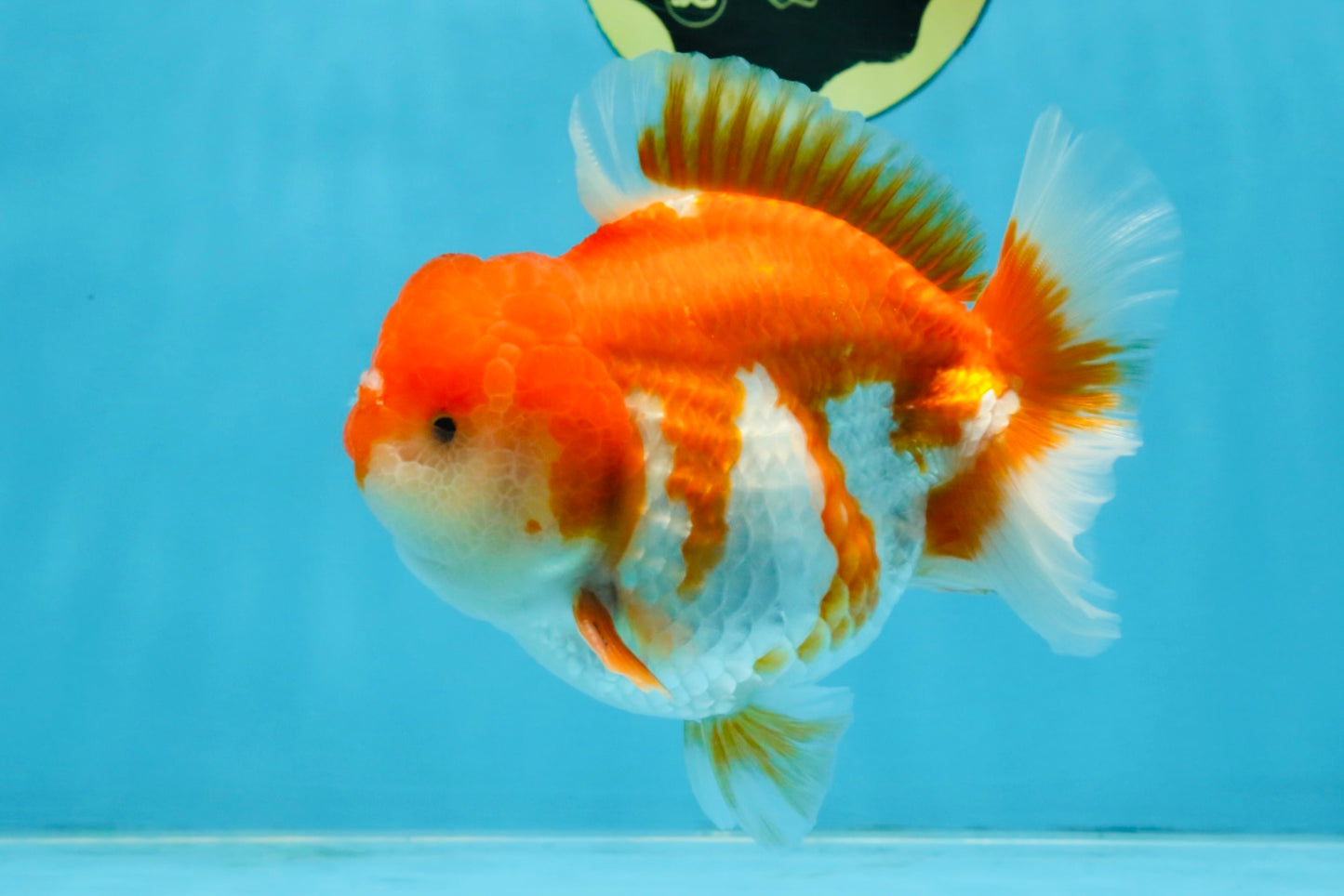 BIG WEN A Grade Red White Yuanbao Male 5 inches #110725YB_09