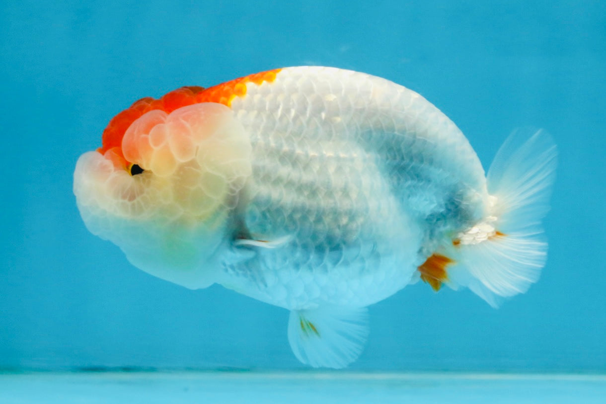 FLUFFY WEN AAA Grade Red White LionQueen 4 inches #112825LC_08