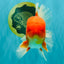 A Grade Red White Oranda Male 5.5 inches #080726OR_12