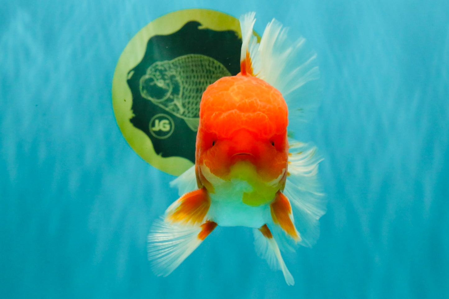 A Grade Red White Oranda Male 5.5 inches #080726OR_12