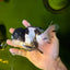 BATMAN Panda Oranda Female 5.5 inches #041026OR_09