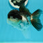 A Grade Panda Oranda Female 5 inches #1004OR_35