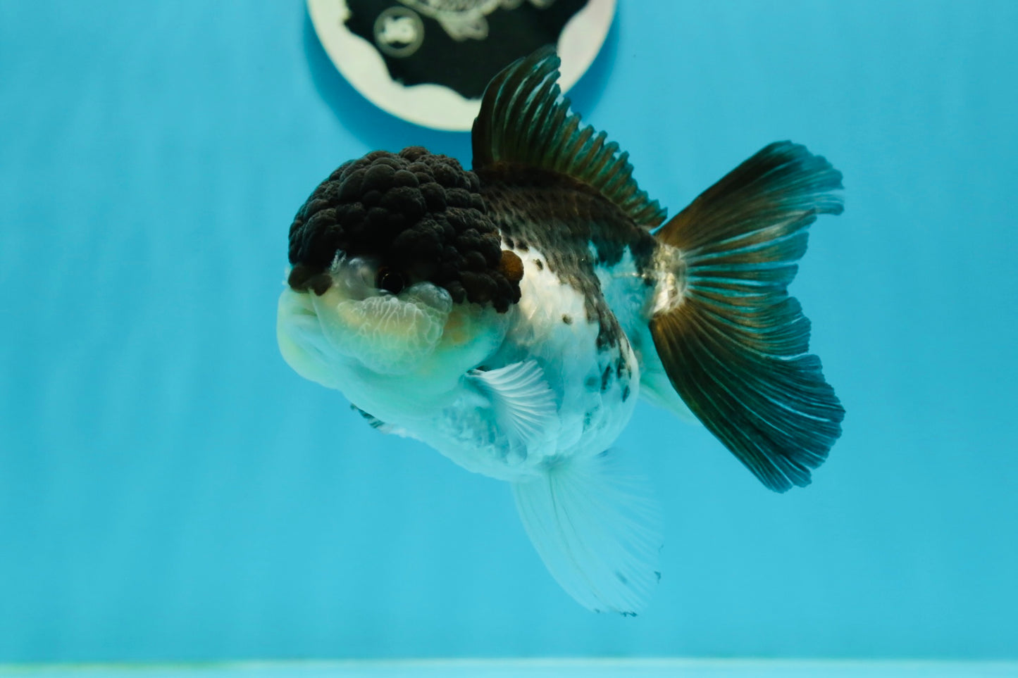 A Grade Panda Oranda Female 5 inches #1004OR_35