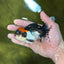 A Grade Color Pop Tricolor Oranda Male 4.5 inches #020725OR_25