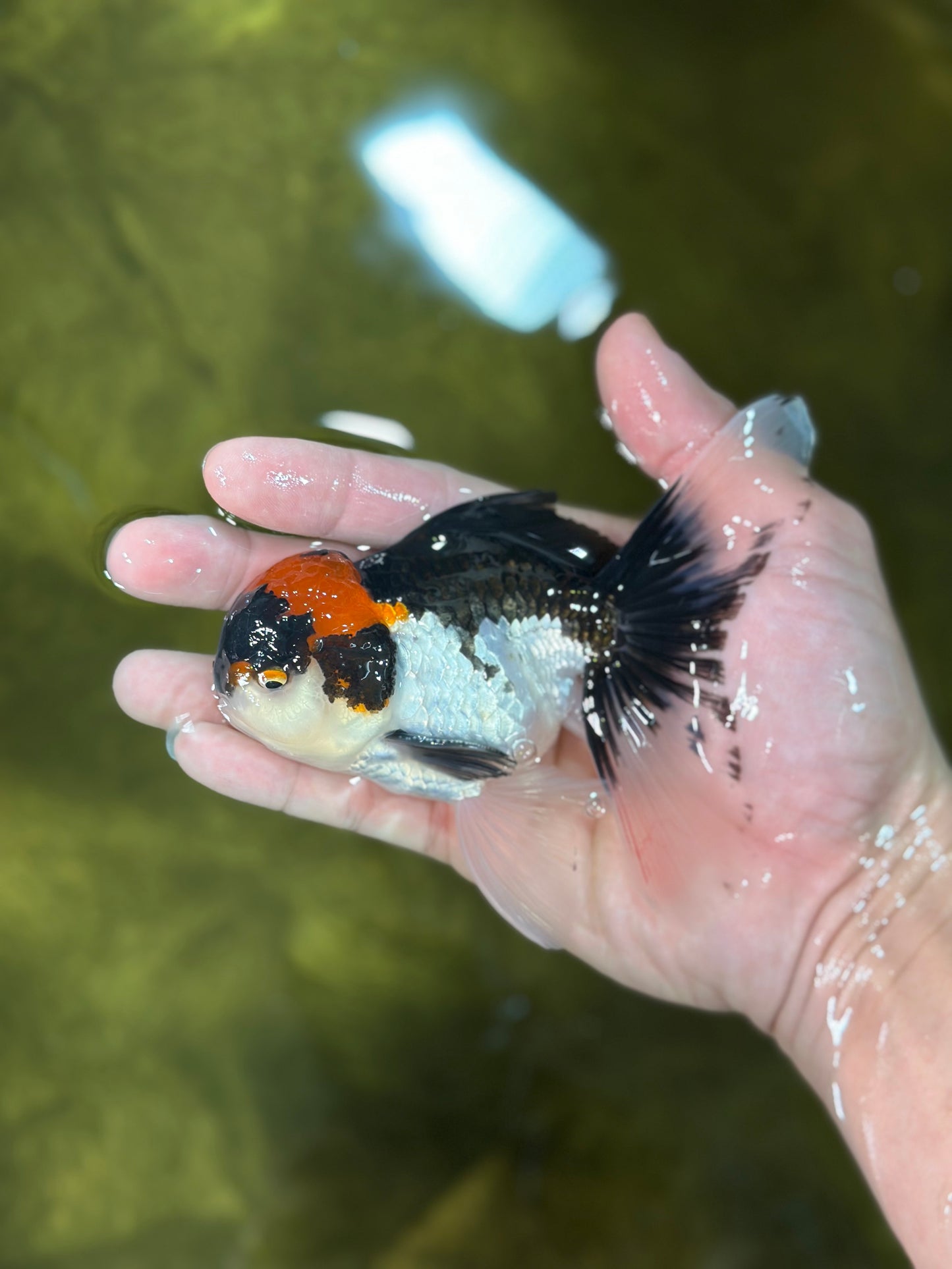 A Grade Color Pop Tricolor Oranda Male 4.5 inches #020725OR_25