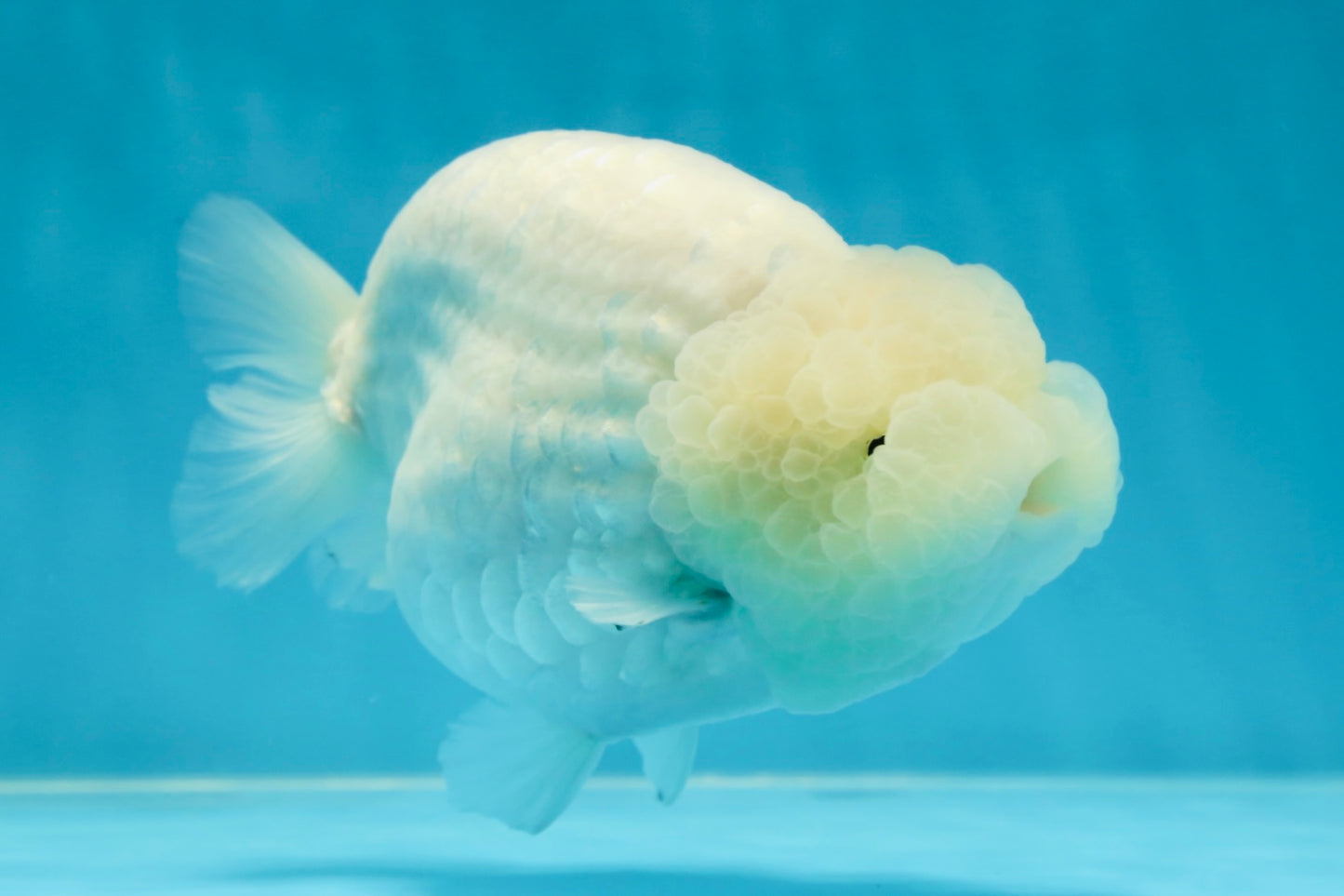 RARE A Grade Sakura Snow White LionQueen 5-5.5 inches #050225LC_13