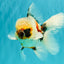 A Grade Marble Oranda Male 5.5-6 inches #082826OR_08