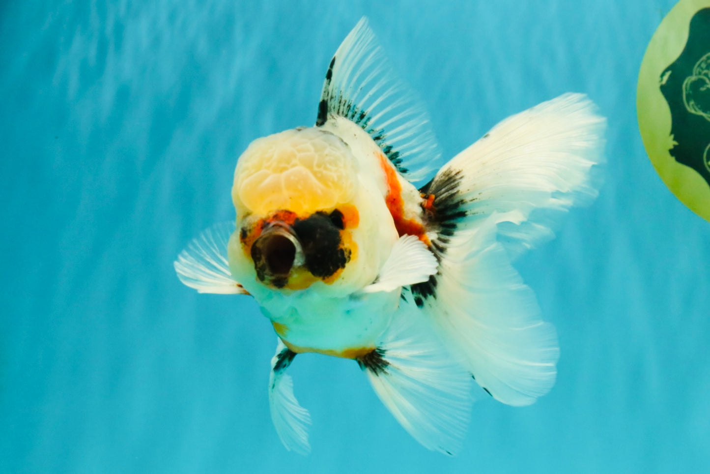 A Grade Marble Oranda Male 5.5-6 inches #082826OR_08
