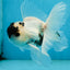 Panda Button Eyes Oranda Male 5 inches #091225OR_21