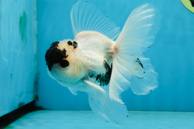 Panda Button Eyes Oranda Male 5 inches #091225OR_21