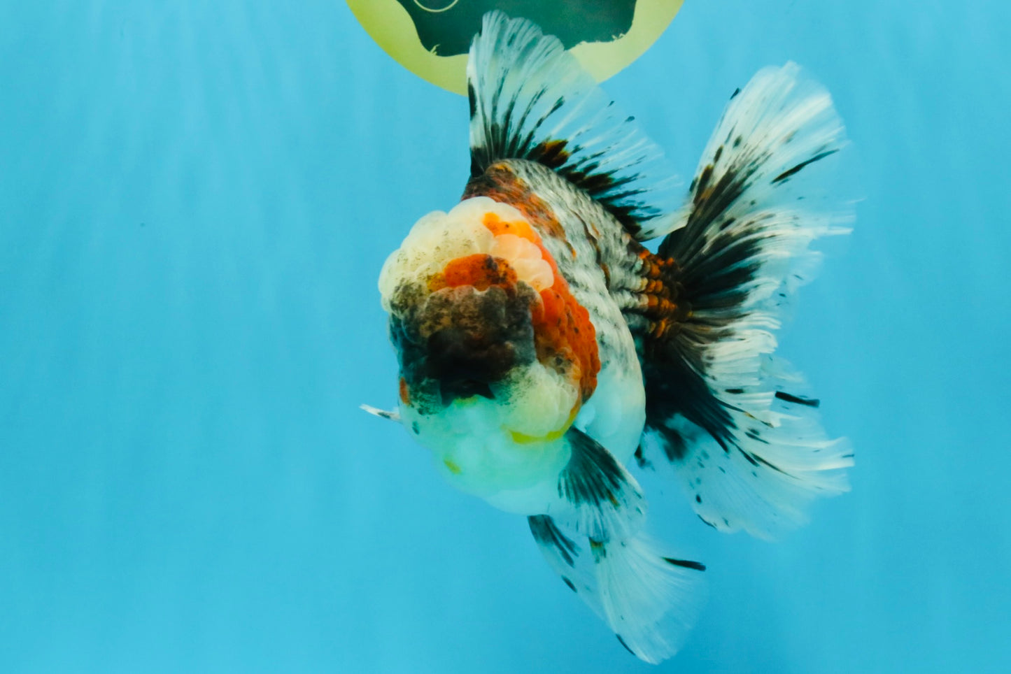 BULLDOG AAA Grade Calico Kirin Oranda Male 6.5 inches #040326OR_20