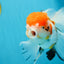 A Grade Jumbo MASSIVE BUTTERFLY TAIL Tricolor Sakura Oranda Female 6.5 inches #010325OR_03