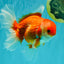 A Grade Red White Oranda Male 6 inches #081426OR_11