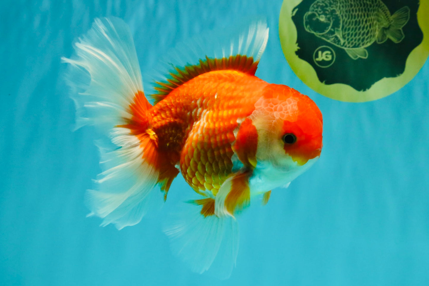 A Grade Red White Oranda Male 6 inches #081426OR_11