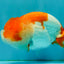 CHUBBY A Grade Red White LionQueen 4.5-5 inches #050126LC_23
