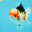 AAA Grade Tricolor Oranda Male 5.5 inches #030626OR_22