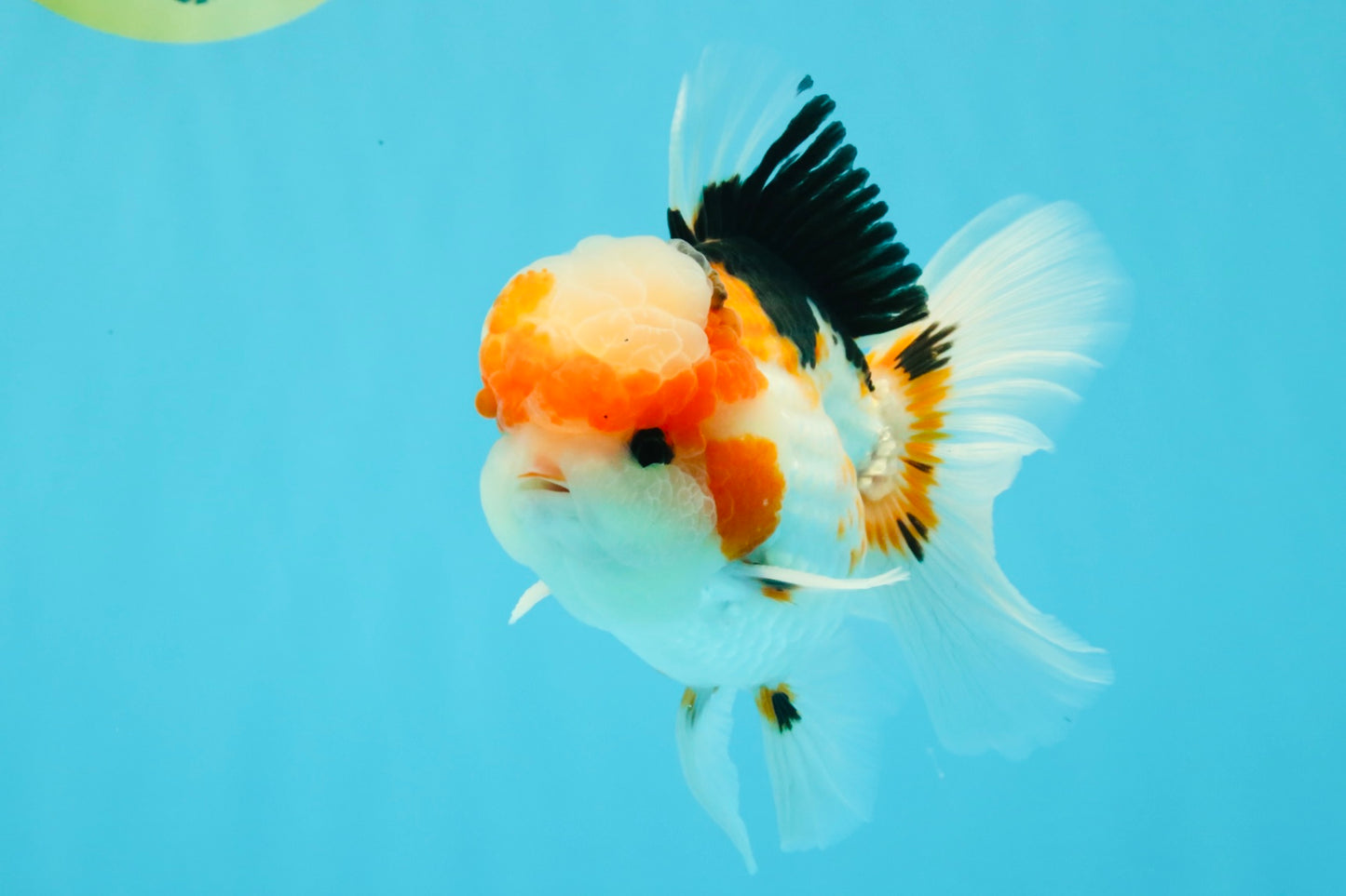 AAA Grade Tricolor Oranda Male 5.5 inches #030626OR_22