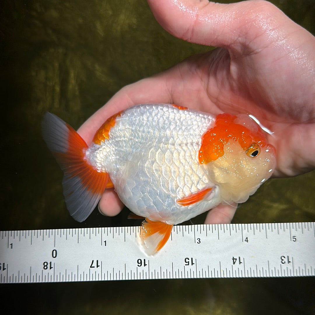 A Grade Water Pig Red White LionQueen 4.5 inches #1201LC_04