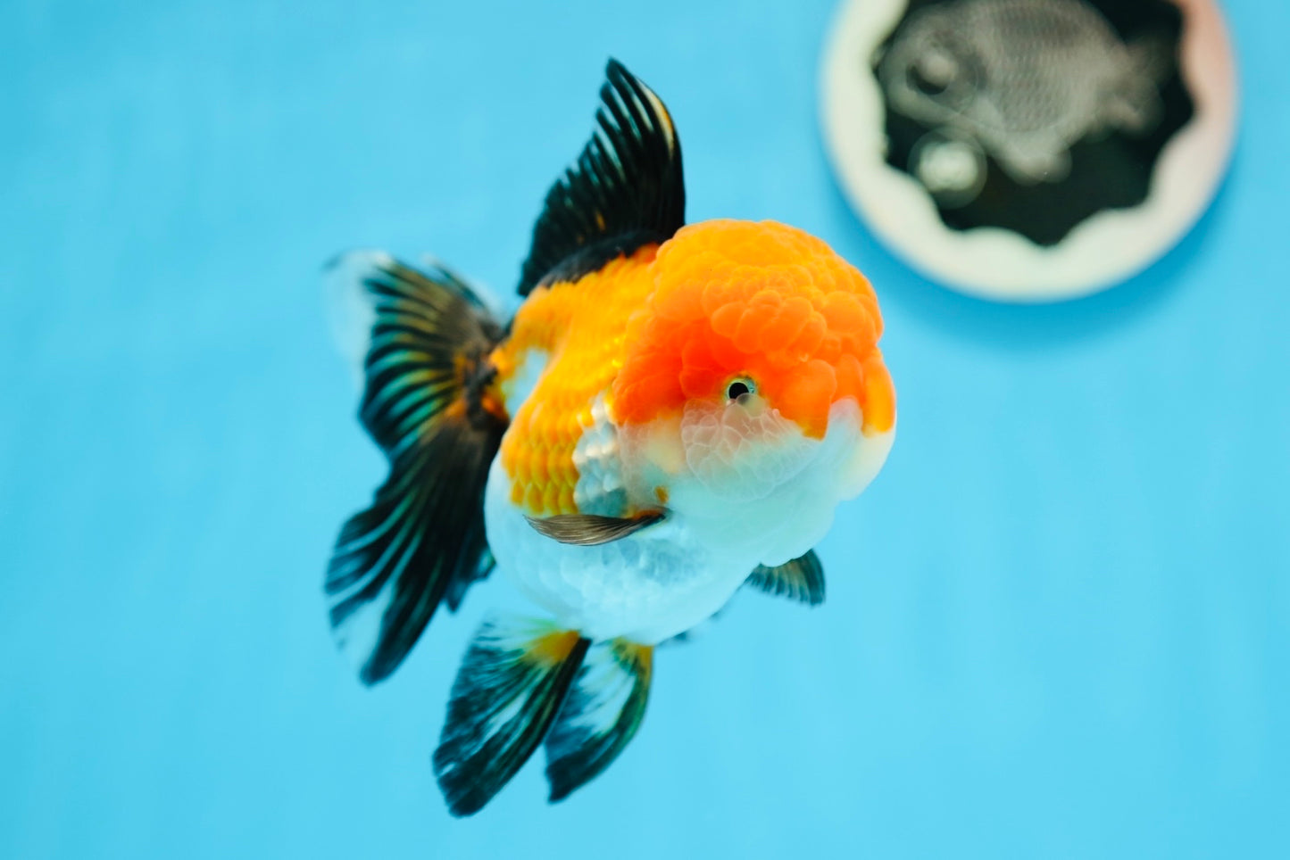 AAA Grade Tricolor Oranda Female 5 inches #0901OR_06