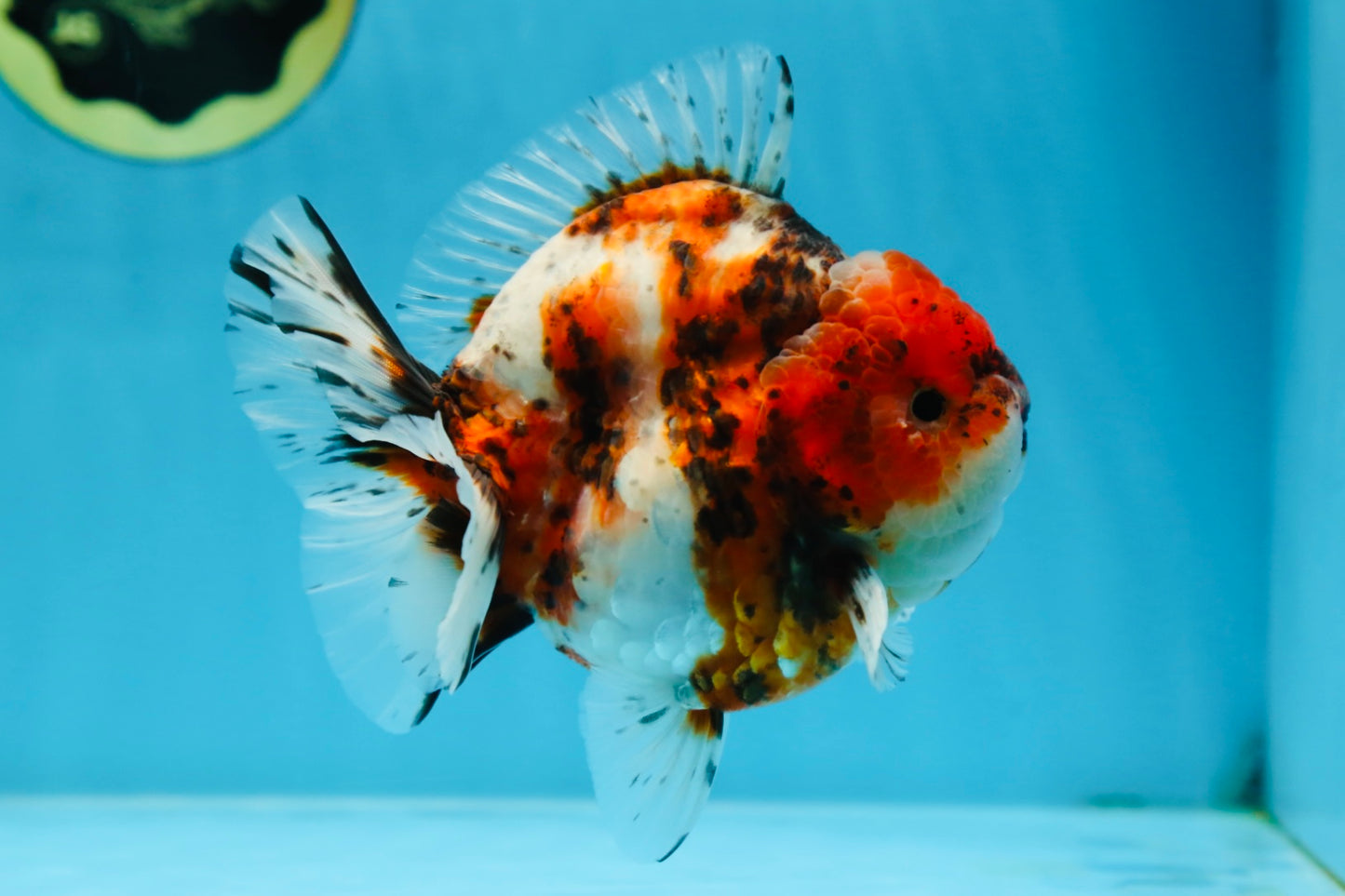 AAA Grade Godzilla Calico Yuanbao Male 4.5-5 inches #080125YB_14