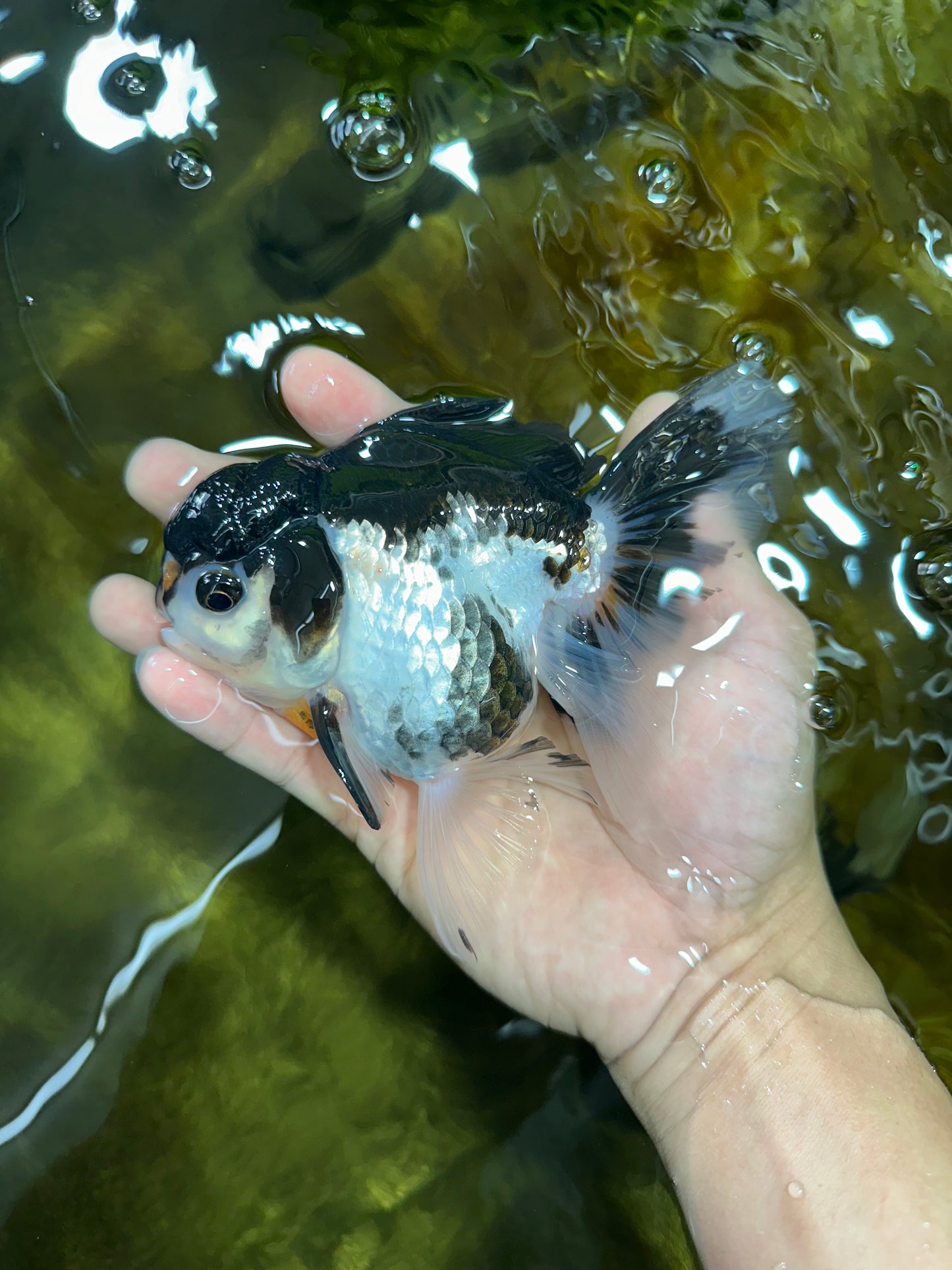 Panda Oranda Female 5-5.5 inches #053025OR_29