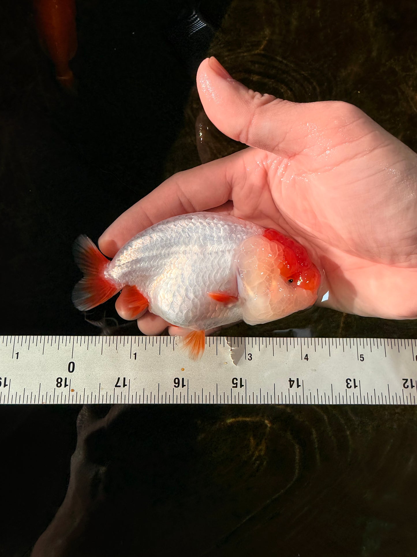 FLUFFY AAA Grade Red Head LionQueen 4-4.5 inches #102425LC_10