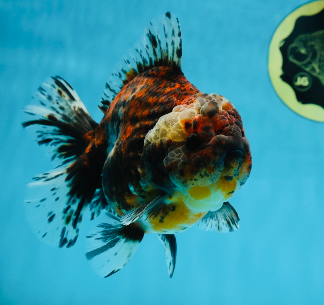 A Grade FLUFFY Calico Yuanbao Male 5.5 inches #091925YB_15