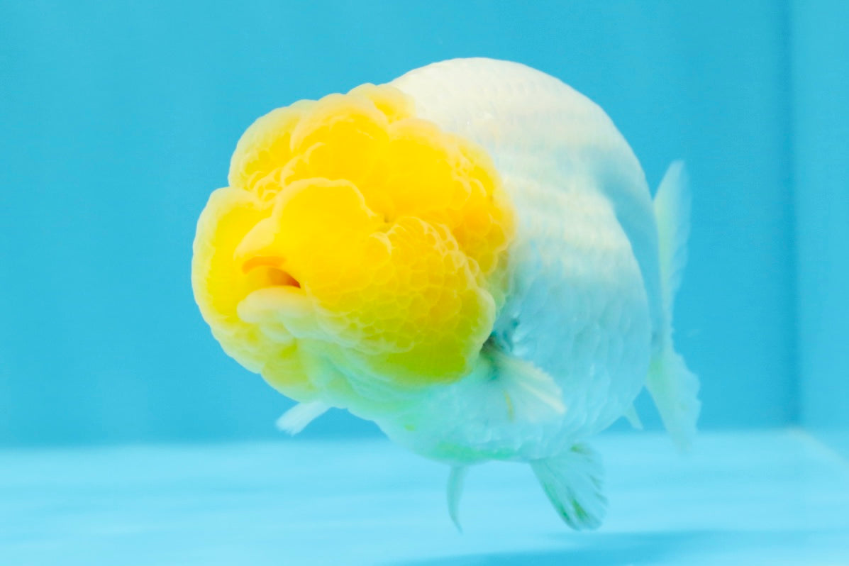 SUPER CUTE AAA Grade White LionKing 4 inches #022026LC_18