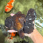 KING KONG AAA Grade Black Oranda Female 6.5-7 inches #100226OR_31