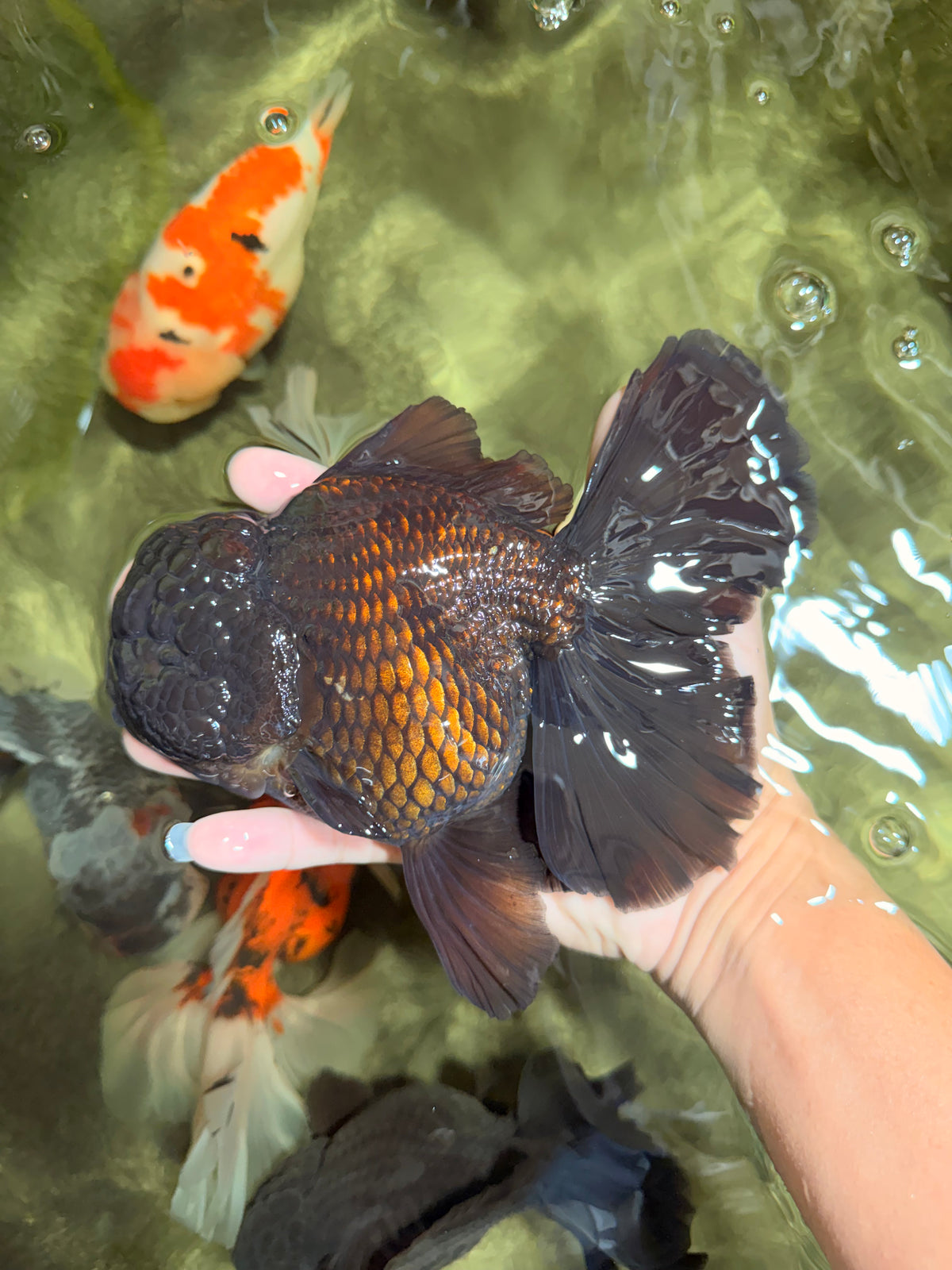KING KONG AAA Grade Black Oranda Female 6.5-7 inches #100226OR_31