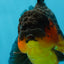 A Grade Apache Oranda Male 5.5-6 inches #060625OR_30