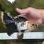 A Grade Panda Oranda Female 5.5-6 inches #121324OR_16