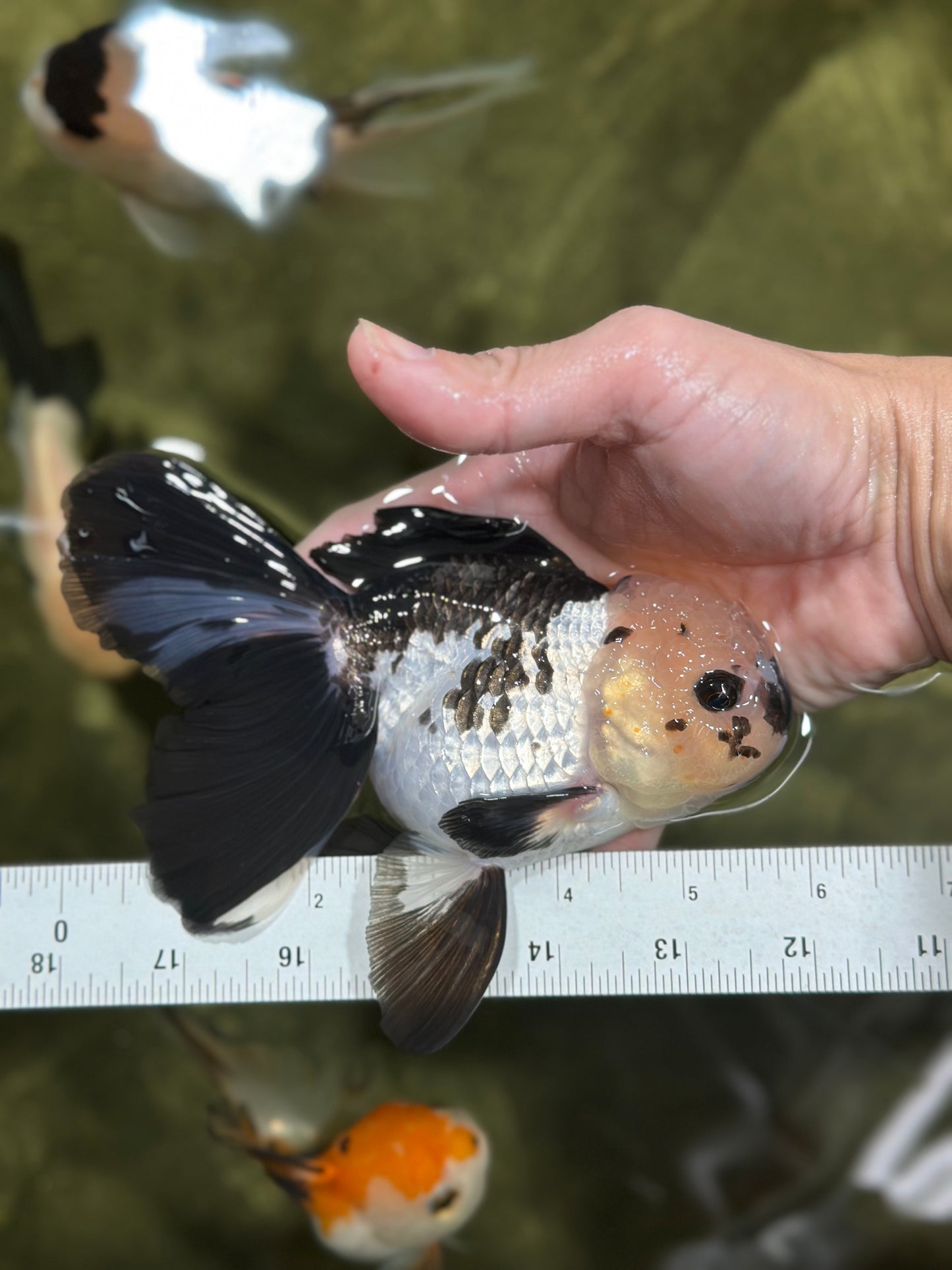 A Grade Panda Oranda Female 5.5-6 inches #121324OR_16