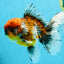 FLUFFY A Grade Calico Oranda Male 7 inches #041026OR_04