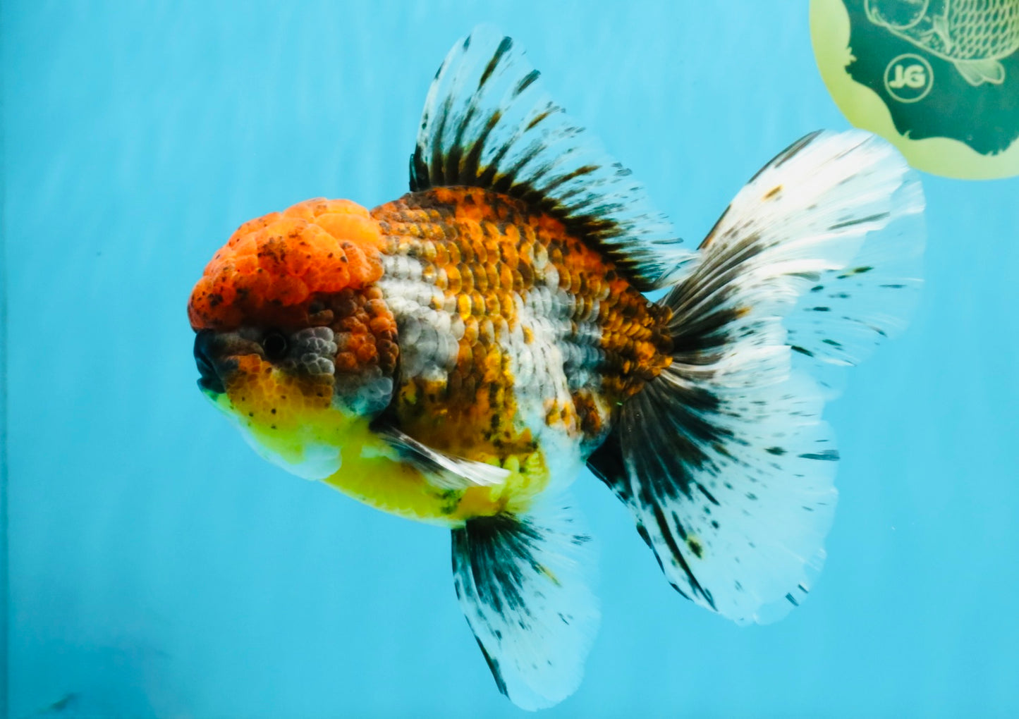 FLUFFY A Grade Calico Oranda Male 7 inches #041026OR_04