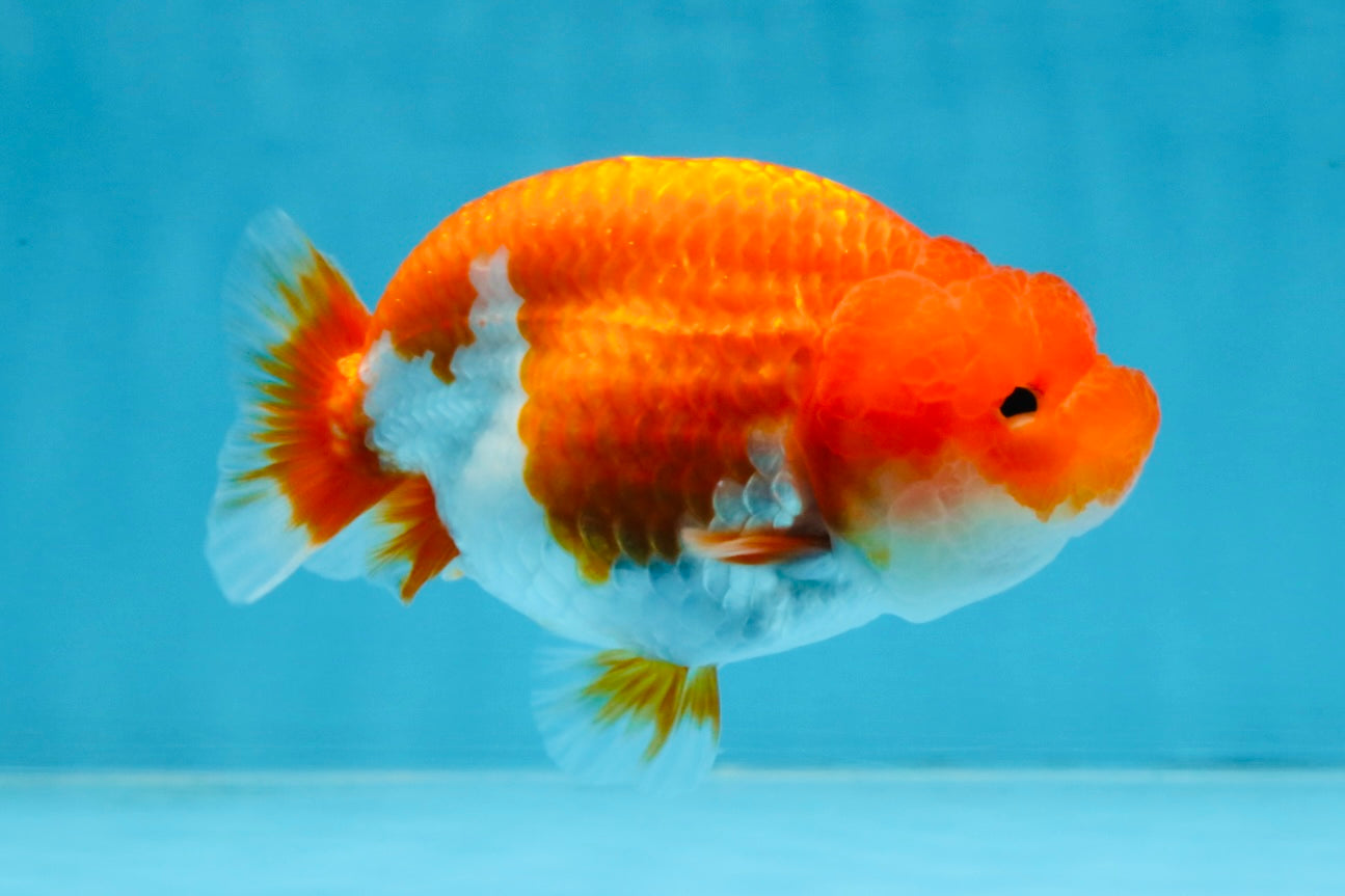 AAA Grade Red White LionQueen 4 inches #103125LC_27