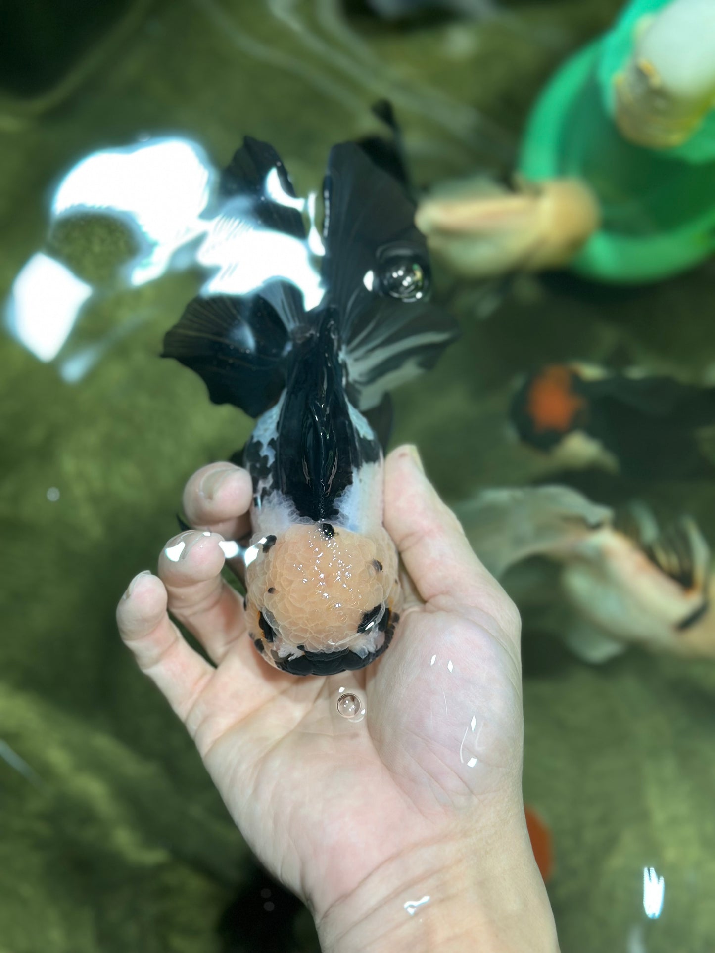 A Grade Panda Oranda Female 5.5-6 inches #121324OR_16