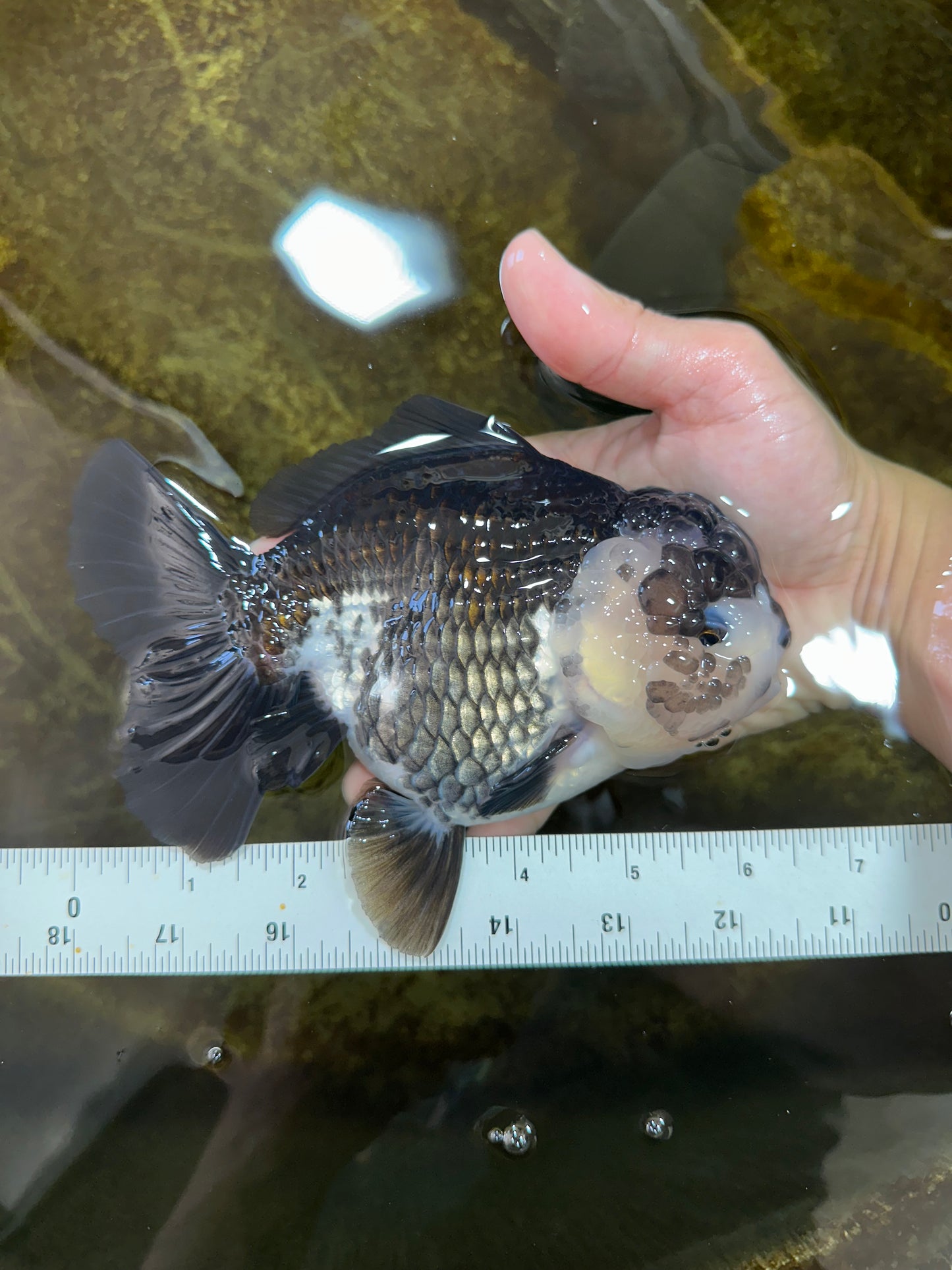 AAA Grade FLUFFY Panda Yuanbao Female 6-6.5 inches #100325YB_05