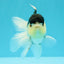 Panda Oranda Male 5 inches #031326OR_29