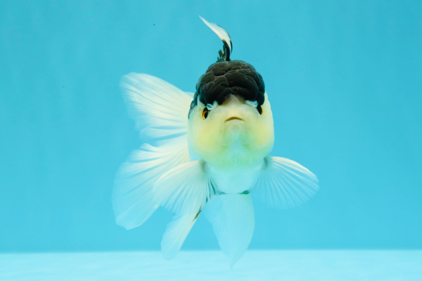 Panda Oranda Male 5 inches #031326OR_29