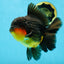 AAA Grade Godzilla Apache Oranda Male 5.5 inches #050925OR_55