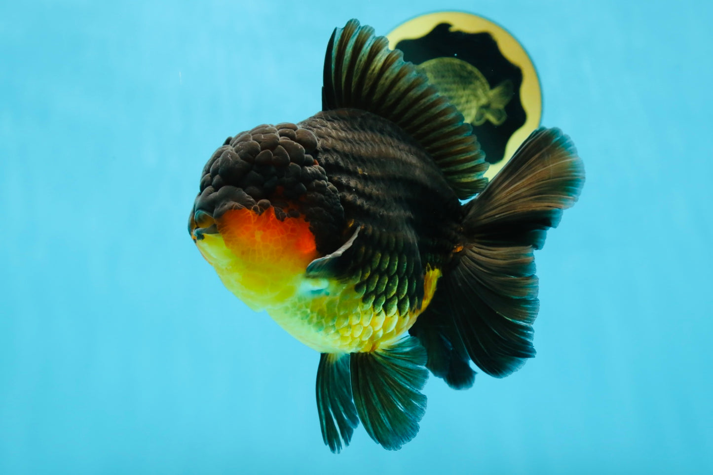 AAA Grade Godzilla Apache Oranda Male 5.5 inches #050925OR_55
