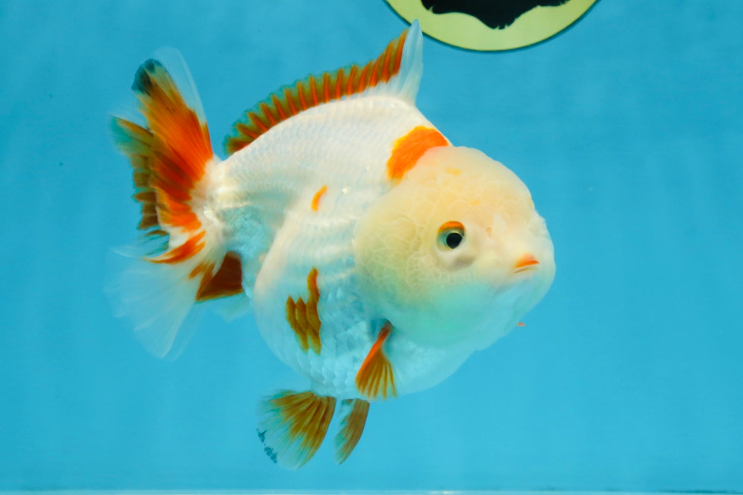 A Grade Red White Yuanbao Female 5 inches #103125YB_05