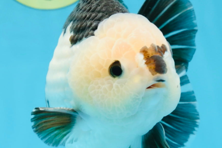 AAA Grade CHONKY Panda Button Eyes Yuanbao Male 6-6.5 inches #100325YB_01