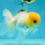 A Grade White Buttoned Eyes Oranda Male 4.5-5 inches #042525OR_09
