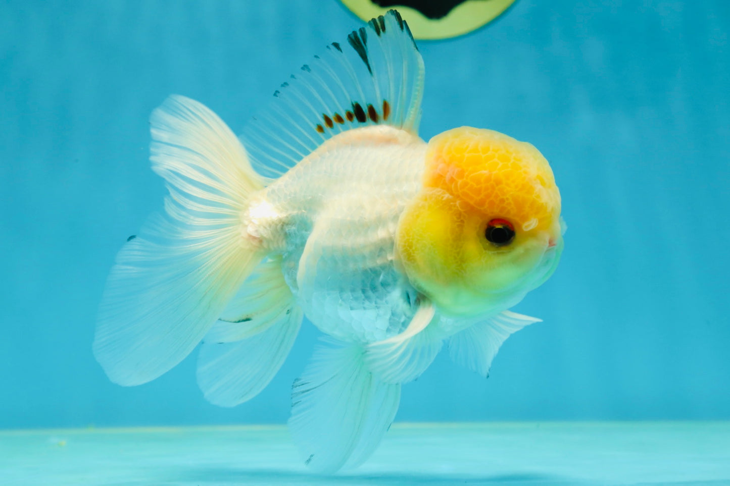 A Grade White Buttoned Eyes Oranda Male 4.5-5 inches #042525OR_09