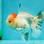 AAA Grade Pom-Poms Tricolor Oranda Male 5 inches #102524OR_08