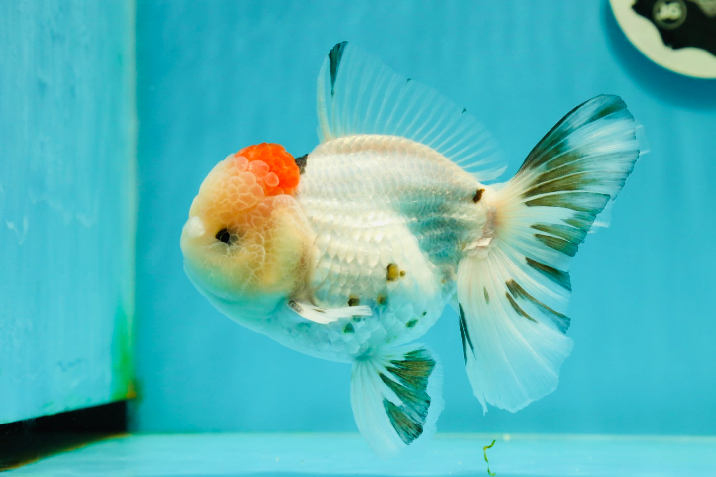 AAA Grade Pom-Poms Tricolor Oranda Male 5 inches #102524OR_08